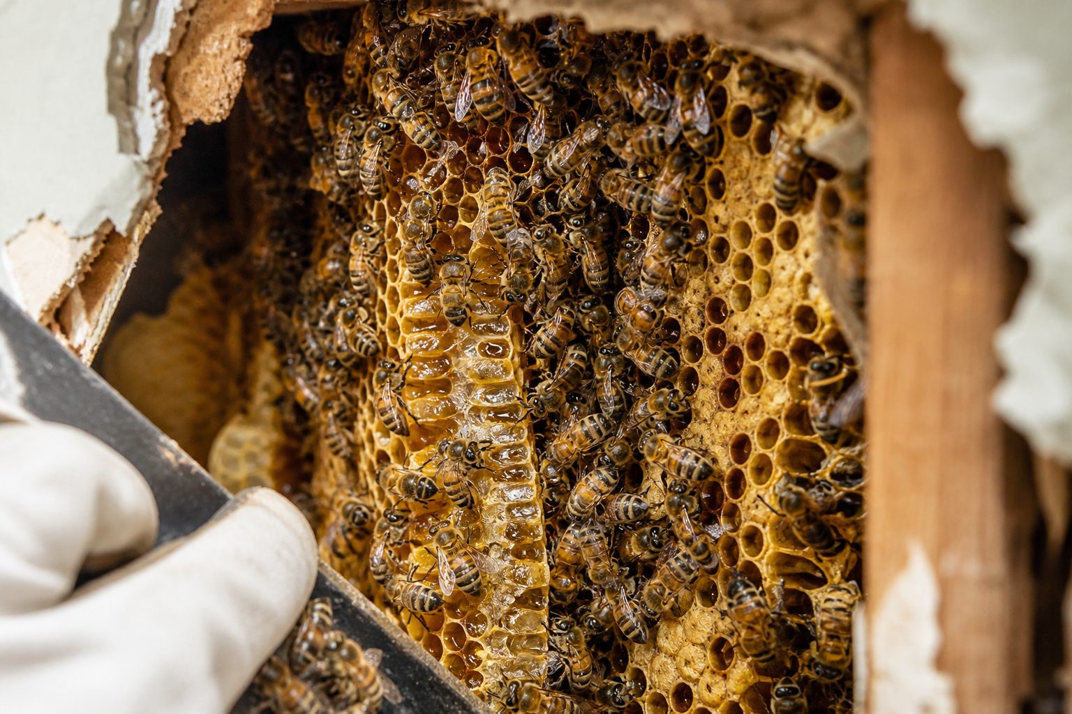 Honeycomb extraction during bee removal